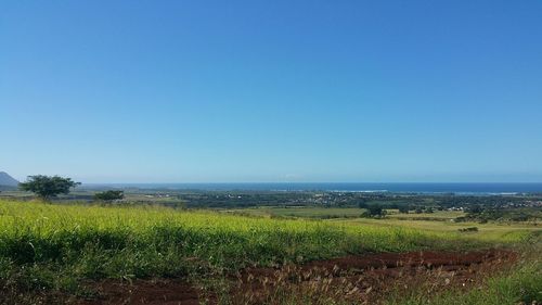 Scenic view of field against clear sky