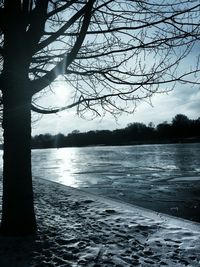 Bare trees by lake