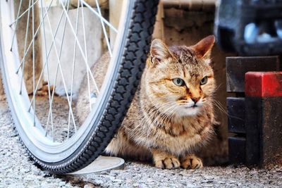 Cat sitting by bicycle