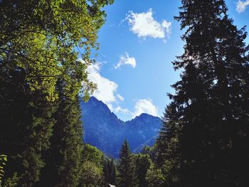 Trees in forest against sky