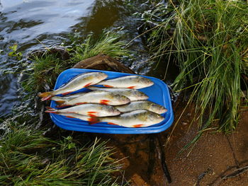 High angle view of fish on field