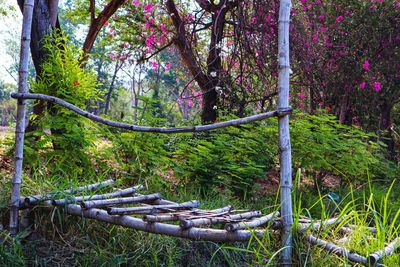 Trees by plants in forest