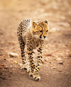 Cat walking on a land