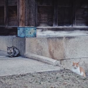 Cat sitting on footpath