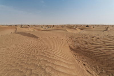 0309 several lone desert poplar-populus euphratica deciduous trees-taklamakan desert. xinjiang-china