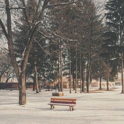 Bare trees on snow covered landscape