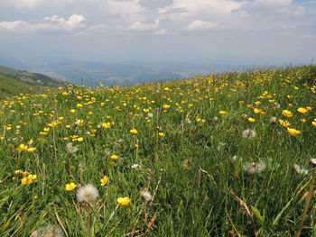 Yellow flowering plants on field against sky