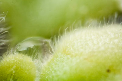 Extreme close up of yellow flower