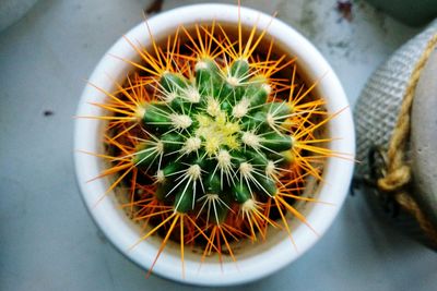 High angle view of plant on table