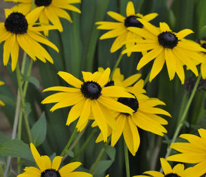 Close-up of yellow and purple daisy flowers
