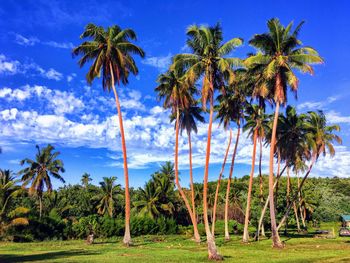 Palm trees on landscape against sky