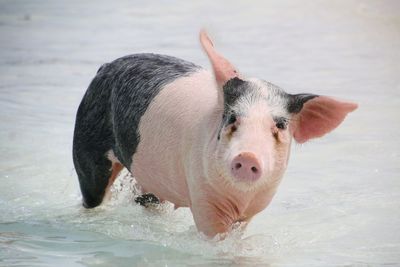 Close-up portrait of  pig in water