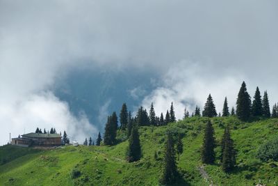 Panoramic shot of trees on land against sky