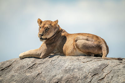 Lioness lying on rock in bright sunshine