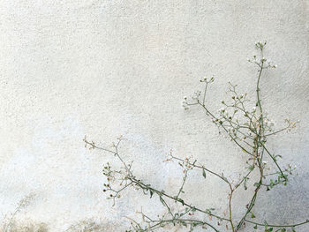 Full frame shot of wall