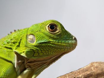 Green Iguana