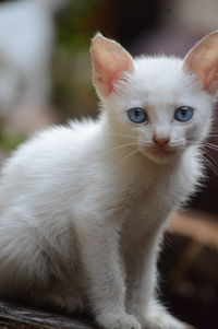 Close-up portrait of white cat