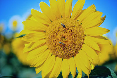 Close-up of insect on sunflower