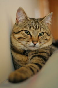 Close-up portrait of cat sitting