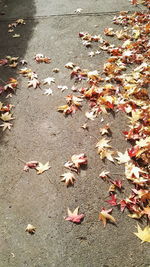 High angle view of autumn leaves fallen on ground
