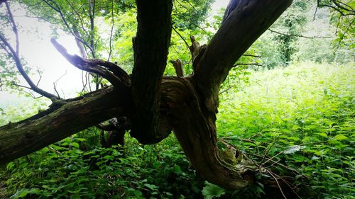 Trees in forest