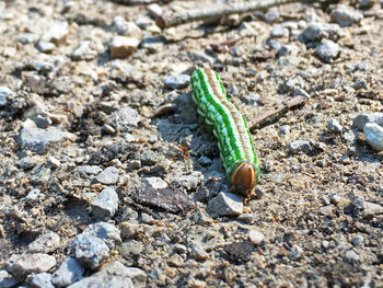 High angle view of caterpillar on rock