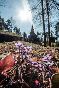 Close-up of purple flowering plants on land against sky