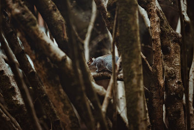 Close-up of bird on tree trunk