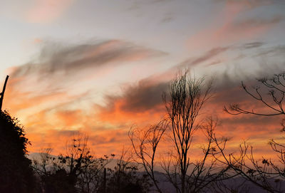 Low angle view of silhouette plants against dramatic sky