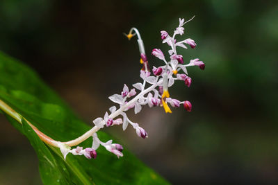 Close-up of pink flowering plant