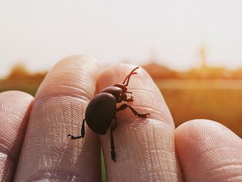 Extreme close-up of hand holding black bug outdoors