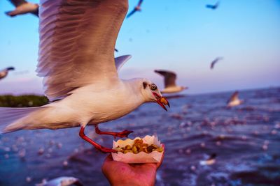 Close-up of hand holding seagull