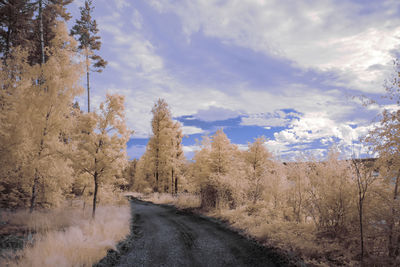 Road amidst trees against sky during winter