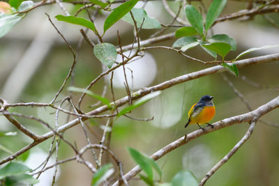 Bird perching on a branch