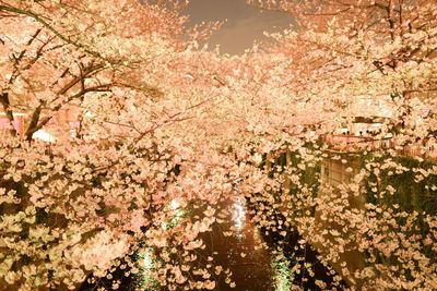 Flowers growing on tree