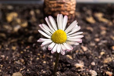 Close-up of purple daisy flower