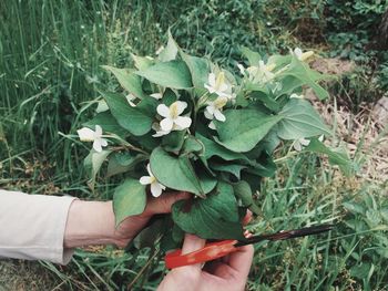 Midsection of person holding plant in field