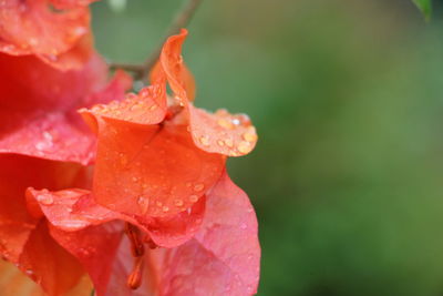 Close-up of wet pink rose flower