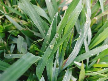 Full frame shot of wet plants during rainy season