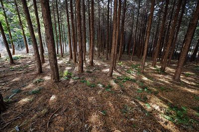 High angle view of trees in forest