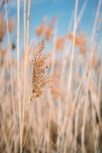 Close-up of stalks in field against sky