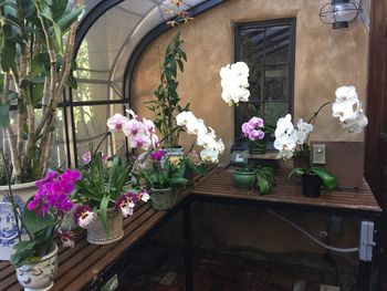 Potted flowers on table in greenhouse