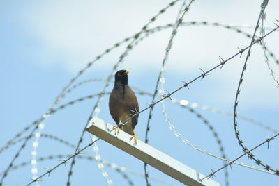 Bird perching on a fence