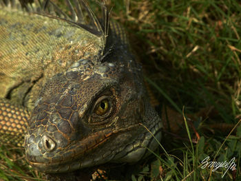 Close-up of crocodile