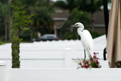 Bird perching on white background