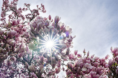 Low angle view of pink flowering plant against bright sun