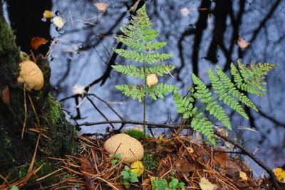 Close-up of fern and mushrooms growing in forest