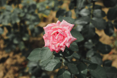 Close-up of pink rose