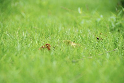 Close-up of bird on grass