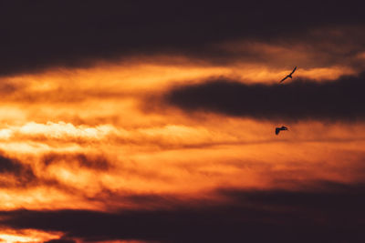 Silhouette of birds flying against orange sky